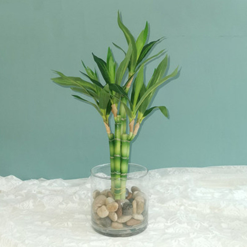 Marine Fish Tank - Nova Planta Artificial de Bambu da