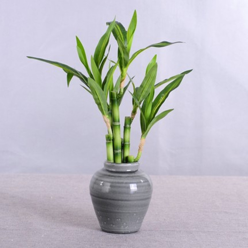 Nova Planta Artificial de Bamb - Marine Fish Tank avaliação e preço